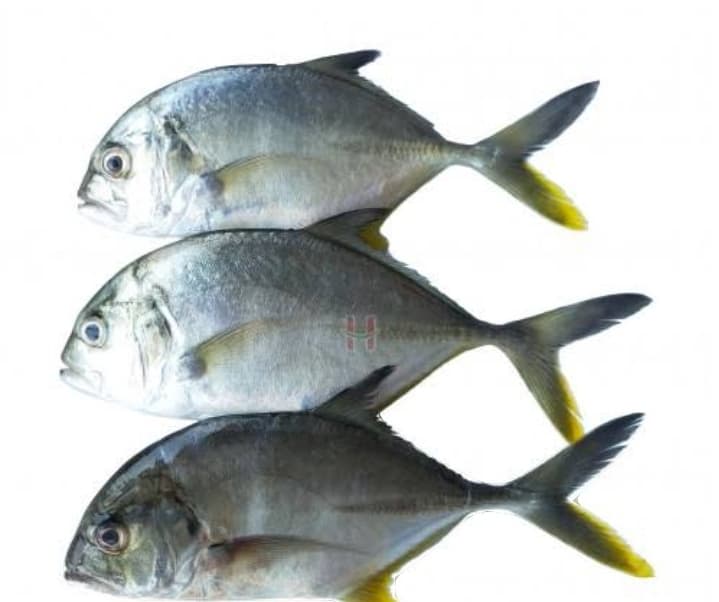 AJ Talakitok 1kg
