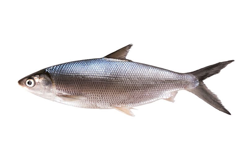 Bangus Bulacan per kg