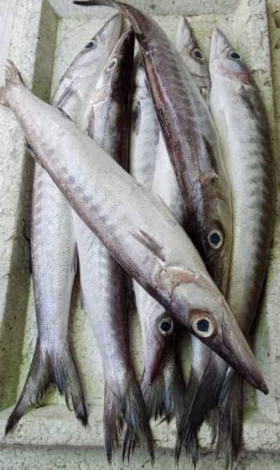 AJ Torcillo 1kg