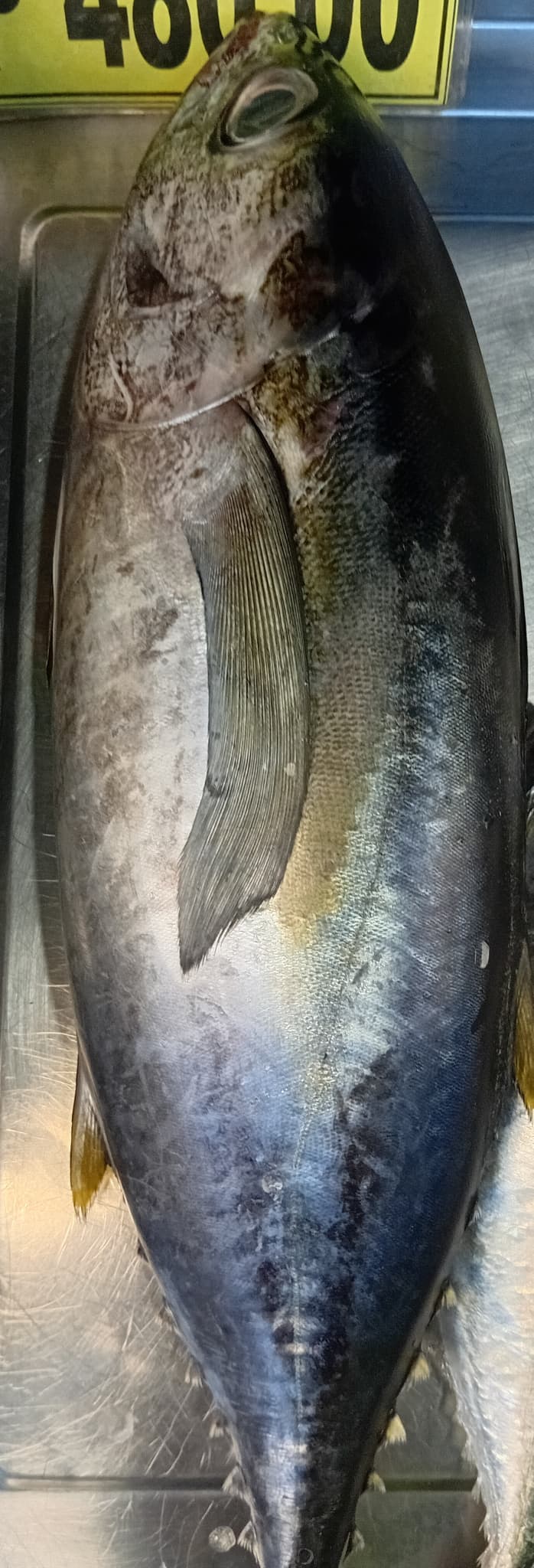 AJ Yellow Fin 1kg