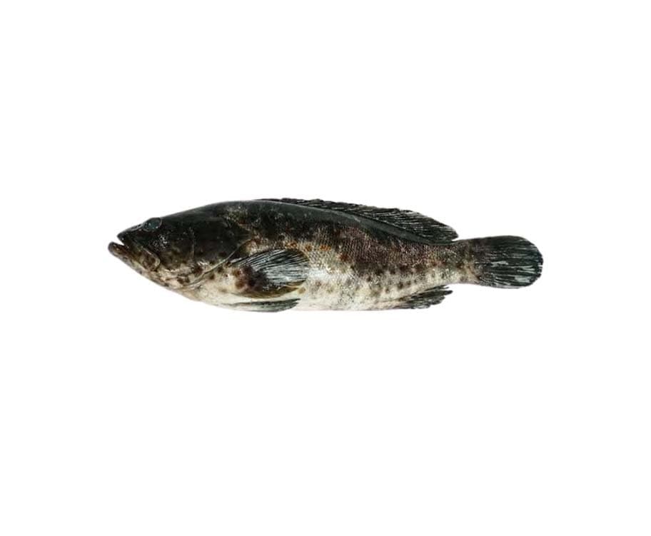 AJ Lapu Lapu per kg