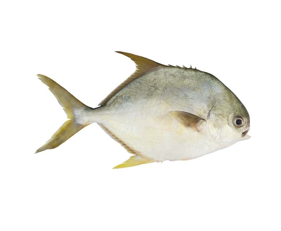 Pampano per 500g