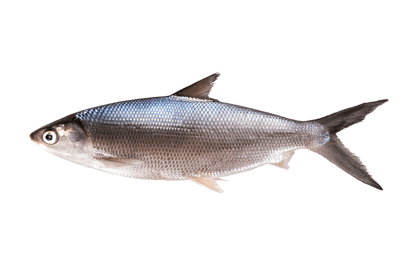 Bangus per 500g